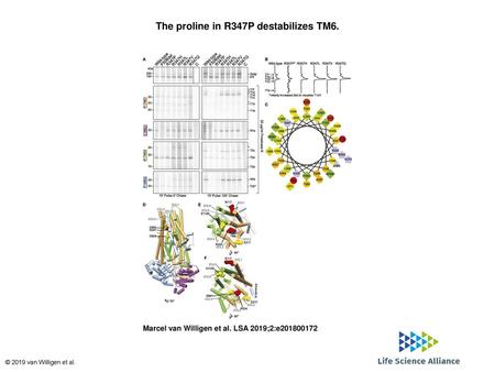 The proline in R347P destabilizes TM6.