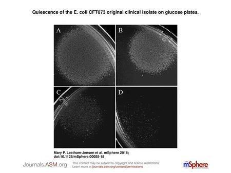 Quiescence of the E. coli CFT073 original clinical isolate on glucose plates. Quiescence of the E. coli CFT073 original clinical isolate on glucose plates.