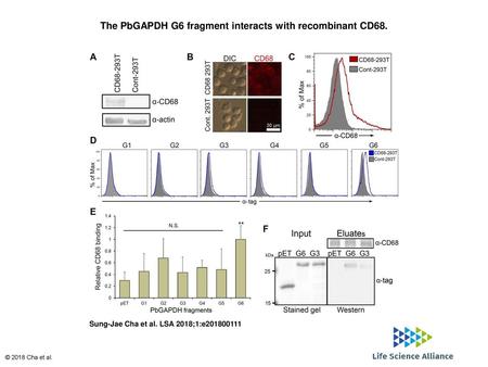 The PbGAPDH G6 fragment interacts with recombinant CD68.