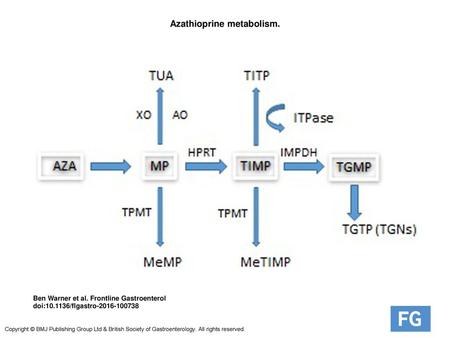 Azathioprine metabolism.