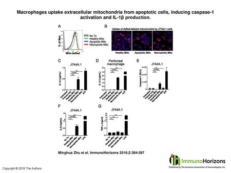 Macrophages uptake extracellular mitochondria from apoptotic cells, inducing caspase-1 activation and IL-1β production. Macrophages uptake extracellular.