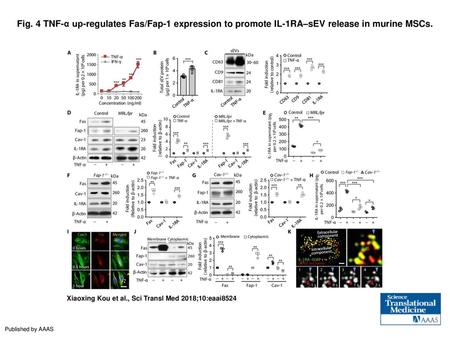 Fig. 4 TNF-α up-regulates Fas/Fap-1 expression to promote IL-1RA–sEV release in murine MSCs. TNF-α up-regulates Fas/Fap-1 expression to promote IL-1RA–sEV.