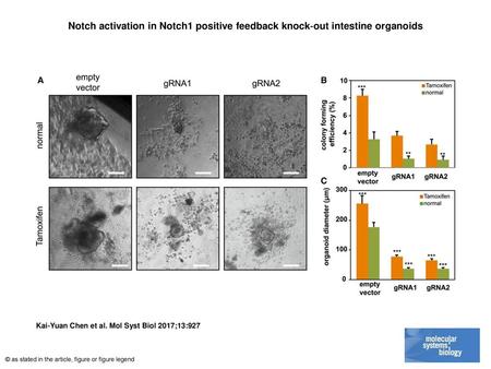 Notch activation in Notch1 positive feedback knock‐out intestine organoids Notch activation in Notch1 positive feedback knock‐out intestine organoids Intestine.