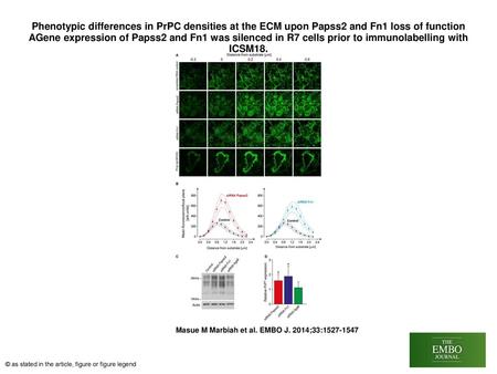 Phenotypic differences in PrPC densities at the ECM upon Papss2 and Fn1 loss of function AGene expression of Papss2 and Fn1 was silenced in R7 cells prior.