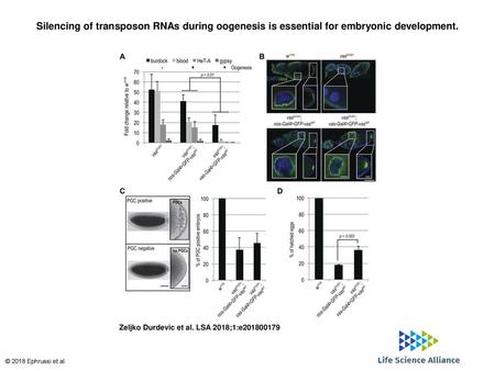 Silencing of transposon RNAs during oogenesis is essential for embryonic development. Silencing of transposon RNAs during oogenesis is essential for embryonic.