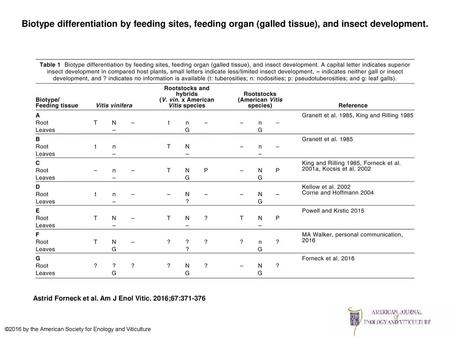 Biotype differentiation by feeding sites, feeding organ (galled tissue), and insect development. Biotype differentiation by feeding sites, feeding organ.