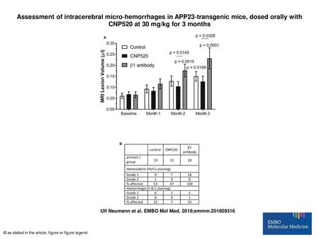 Assessment of intracerebral micro‐hemorrhages in APP23‐transgenic mice, dosed orally with CNP520 at 30 mg/kg for 3 months Assessment of intracerebral micro‐hemorrhages.