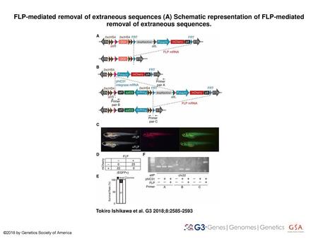 FLP-mediated removal of extraneous sequences (A) Schematic representation of FLP-mediated removal of extraneous sequences. FLP-mediated removal of extraneous.