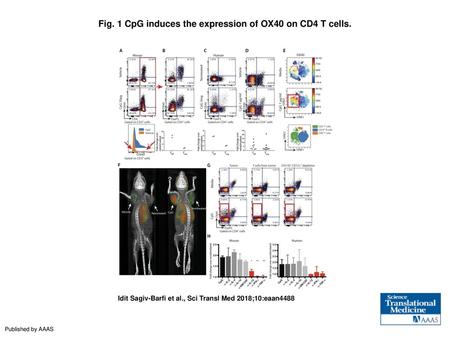 Fig. 1 CpG induces the expression of OX40 on CD4 T cells.