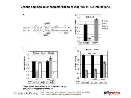 Genetic and molecular characterization of DicF-ftsZ mRNA interactions.