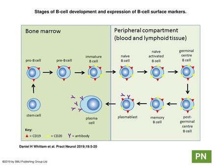 Stages of B-cell development and expression of B-cell surface markers.