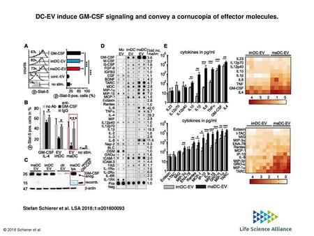 DC-EV induce GM-CSF signaling and convey a cornucopia of effector molecules. DC-EV induce GM-CSF signaling and convey a cornucopia of effector molecules.