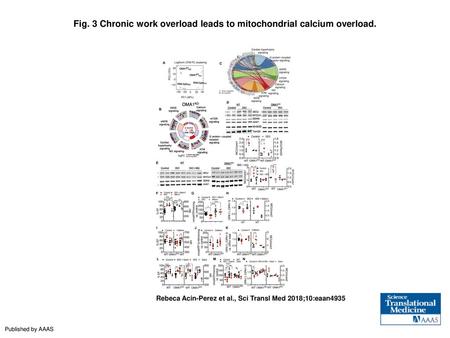 Fig. 3 Chronic work overload leads to mitochondrial calcium overload.