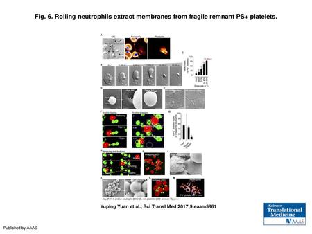 Fig. 6. Rolling neutrophils extract membranes from fragile remnant PS+ platelets. Rolling neutrophils extract membranes from fragile remnant PS+ platelets.