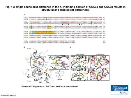 Fig. 1 A single amino acid difference in the ATP-binding domain of GSK3α and GSK3β results in structural and topological differences. A single amino acid.