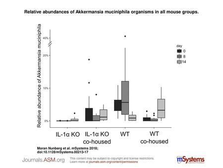 Relative abundances of Akkermansia muciniphila organisms in all mouse groups. Relative abundances of Akkermansia muciniphila organisms in all mouse groups.