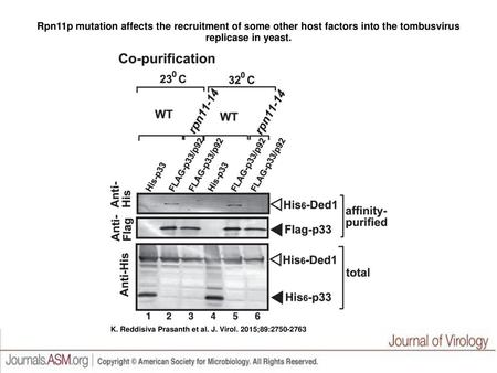 Rpn11p mutation affects the recruitment of some other host factors into the tombusvirus replicase in yeast. Rpn11p mutation affects the recruitment of.