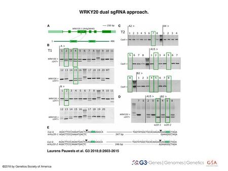 WRKY20 dual sgRNA approach.