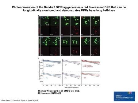 Photoconversion of the Dendra2 DPR tag generates a red fluorescent DPR that can be longitudinally monitored and demonstrates DPRs have long half‐lives.