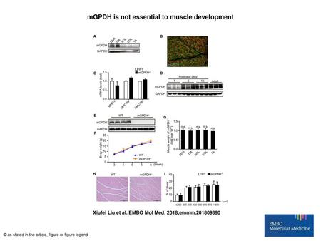 mGPDH is not essential to muscle development