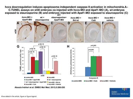 Hccs downregulation induces apoptosome‐independent caspase‐9 activation in mitochondria.A–C.TUNEL assays on st30 embryos co‐injected with hccs‐MO and Apaf1‐MO.