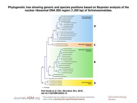 Phylogenetic tree showing generic and species positions based on Bayesian analysis of the nuclear ribosomal DNA 28S region (1,200 bp) of Schistosomatidae.