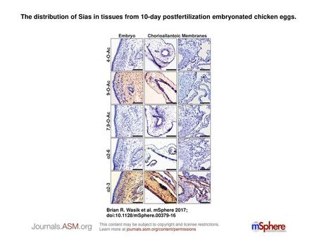 The distribution of Sias in tissues from 10-day postfertilization embryonated chicken eggs. The distribution of Sias in tissues from 10-day postfertilization.