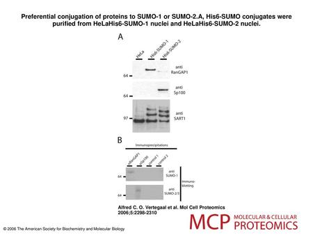 Preferential conjugation of proteins to SUMO-1 or SUMO-2