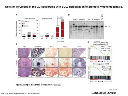 Deletion of Crebbp in the GC cooperates with BCL2 deregulation to promote lymphomagenesis. Deletion of Crebbp in the GC cooperates with BCL2 deregulation.