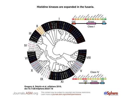 Histidine kinases are expanded in the fusaria.