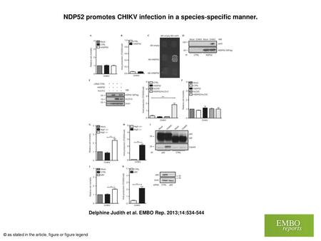 NDP52 promotes CHIKV infection in a species‐specific manner.