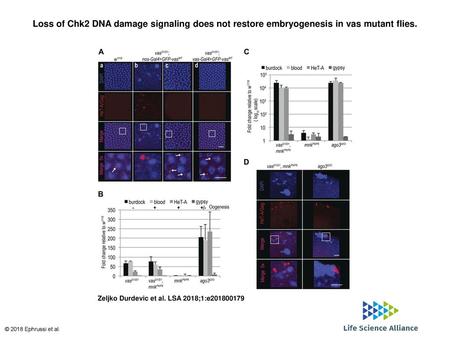 Loss of Chk2 DNA damage signaling does not restore embryogenesis in vas mutant flies. Loss of Chk2 DNA damage signaling does not restore embryogenesis.