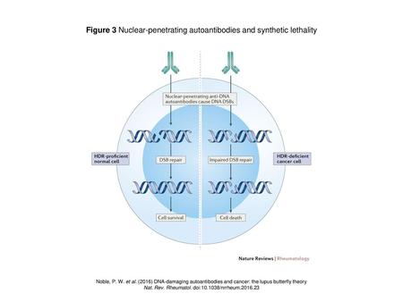 Figure 3 Nuclear-penetrating autoantibodies and synthetic lethality