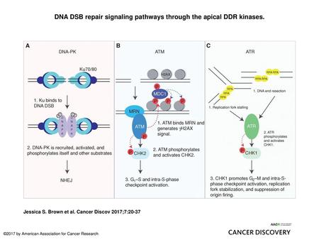 DNA DSB repair signaling pathways through the apical DDR kinases.