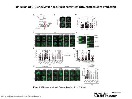 Inhibition of O-GlcNacylation results in persistent DNA damage after irradiation. Inhibition of O-GlcNacylation results in persistent DNA damage after.