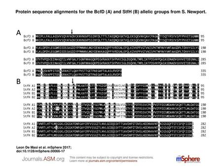 Protein sequence alignments for the BcfD (A) and StfH (B) allelic groups from S. Newport. Protein sequence alignments for the BcfD (A) and StfH (B) allelic.