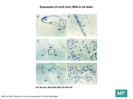 Expression of ccn3 (nov) RNA in rat brain.