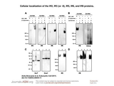 Cellular localization of the Iff2, Iff3 (or -9), Iff5, Iff6, and Iff8 proteins. Cellular localization of the Iff2, Iff3 (or -9), Iff5, Iff6, and Iff8 proteins.