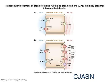 Transcellular movement of organic cations (OCs) and organic anions (OAs) in kidney proximal tubule epithelial cells. Transcellular movement of organic.