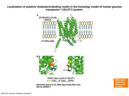 Localization of putative cholesterol-binding motifs in the homology model of human glucose transporter 1 (GLUT1) protein. Localization of putative cholesterol-binding.