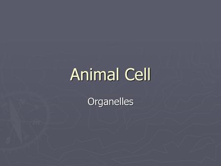 Animal Cell Organelles.