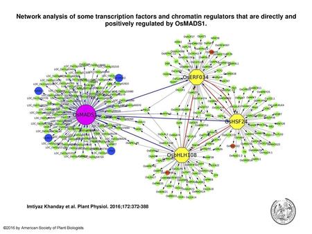 Network analysis of some transcription factors and chromatin regulators that are directly and positively regulated by OsMADS1. Network analysis of some.