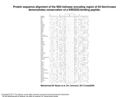 Protein sequence alignment of the NS3 helicase–encoding region of 63 flaviviruses demonstrates conservation of a KIR2DS2-binding peptide. Protein sequence.