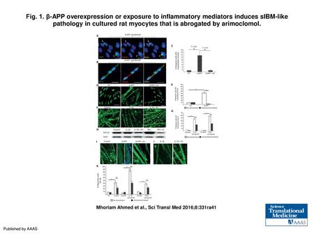 Fig. 1. β-APP overexpression or exposure to inflammatory mediators induces sIBM-like pathology in cultured rat myocytes that is abrogated by arimoclomol.