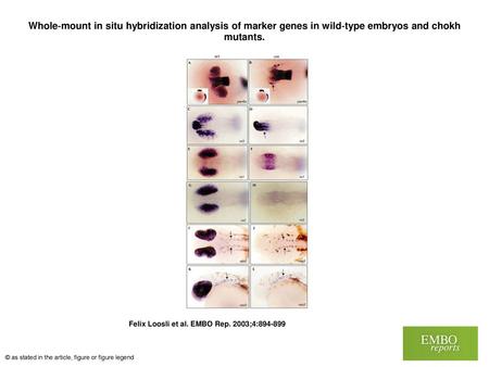 Whole‐mount in situ hybridization analysis of marker genes in wild‐type embryos and chokh mutants. Whole‐mount in situ hybridization analysis of marker.