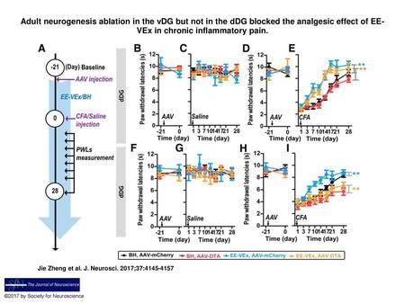 Adult neurogenesis ablation in the vDG but not in the dDG blocked the analgesic effect of EE-VEx in chronic inflammatory pain. Adult neurogenesis ablation.