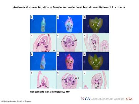 Anatomical characteristics in female and male floral bud differentiation of L. cubeba. Anatomical characteristics in female and male floral bud differentiation.