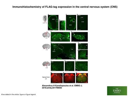 Immunohistochemistry of FLAG‐tag expression in the central nervous system (CNS)‏ Immunohistochemistry of FLAG‐tag expression in the central nervous system.