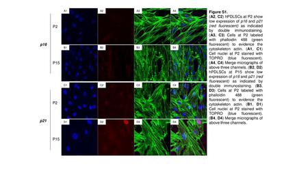 A1 A2 A3 A4 Figure S1. (A2, C2) hPDLSCs at P2 show low expression of p16 and p21 (red fluorescent) as indicated by double immunostaining. (A3, C3) Cells.