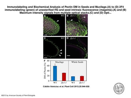 Immunolabeling and Biochemical Analysis of Pectin DM in Seeds and Mucilage.(A) to (D) 2F4 immunolabeling (green) of unesterified HG and seed intrinsic.